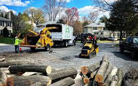 Best Root Management and Removal  in Midway North, TX