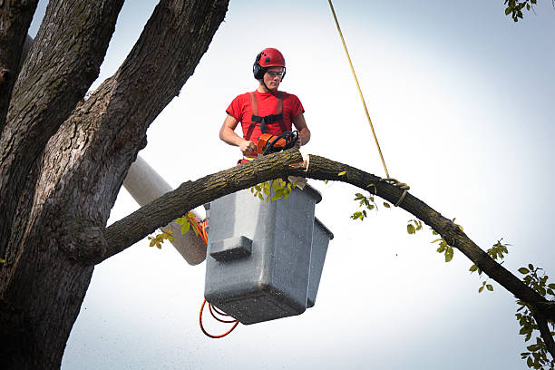 Reliable Midway North, TX  Tree Services Solutions