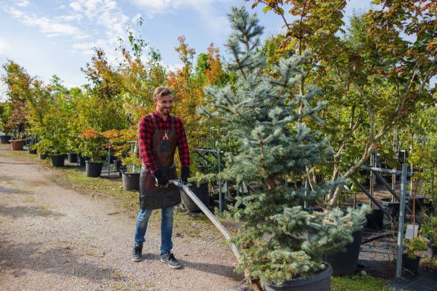 Why Choose Our Tree Removal Services in Midway North, TX?